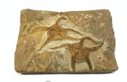 two brittle star fossil 179 6.25 x 4.5 x .75